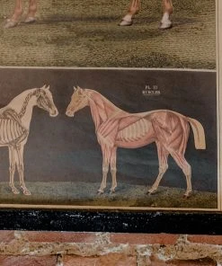 Antiques Anatomical Model Of The Horse Vintage Poster School Chart Antiques&Collectibles