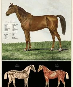Antiques Anatomical Model Of The Horse Vintage Poster School Chart Antiques&Collectibles