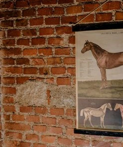 Antiques Anatomical Model Of The Horse Vintage Poster School Chart Antiques&Collectibles