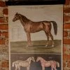 Antiques Anatomical Model Of The Horse Vintage Poster School Chart Antiques&Collectibles