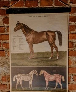 Antiques Anatomical Model Of The Horse Vintage Poster School Chart Antiques&Collectibles