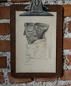 Antiques Antique Anatomical Print And Clipboard
