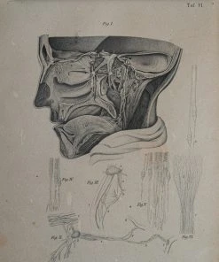 Antiques Antique Anatomical Print And Clipboard